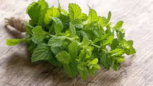  Bạc hà (Mentha Arvensis)