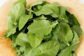Cây cúc tần