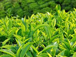Lá trà xanh (Camellia Sinensis)