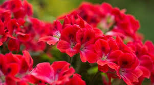 Phong lữ (Pelargonium Graveolens)