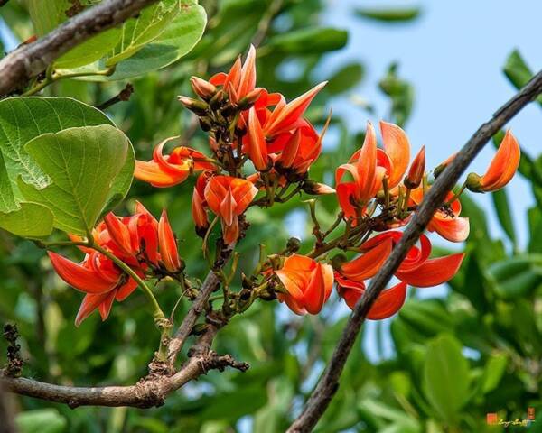 Giềng giềng đẹp